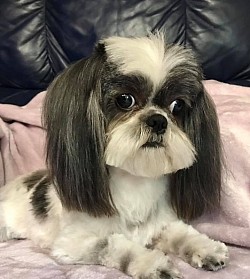 trim shihtzu