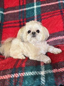 trim shihtzu